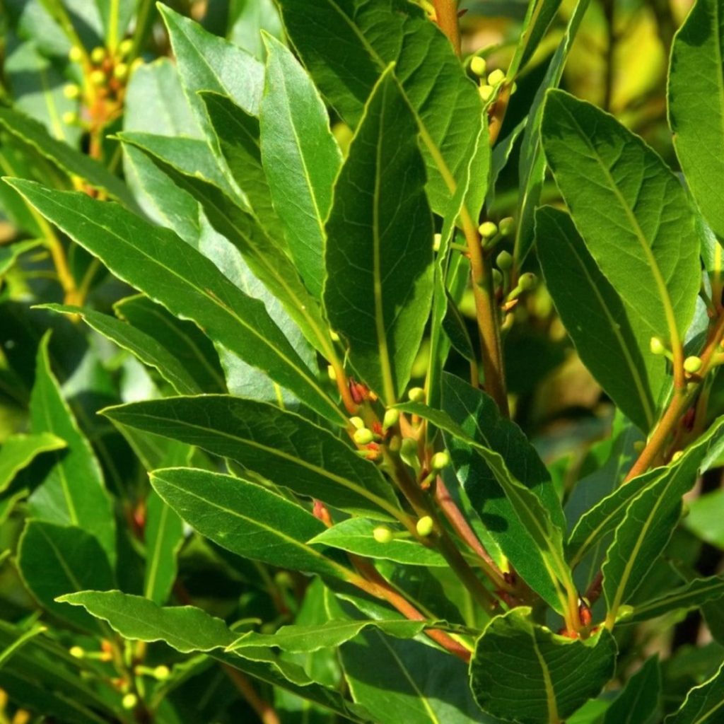 bay-leaf-tree