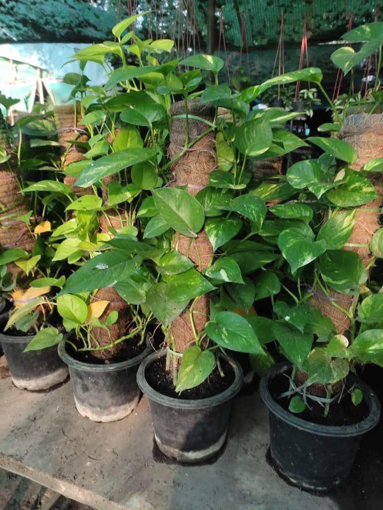 Money-Plant.