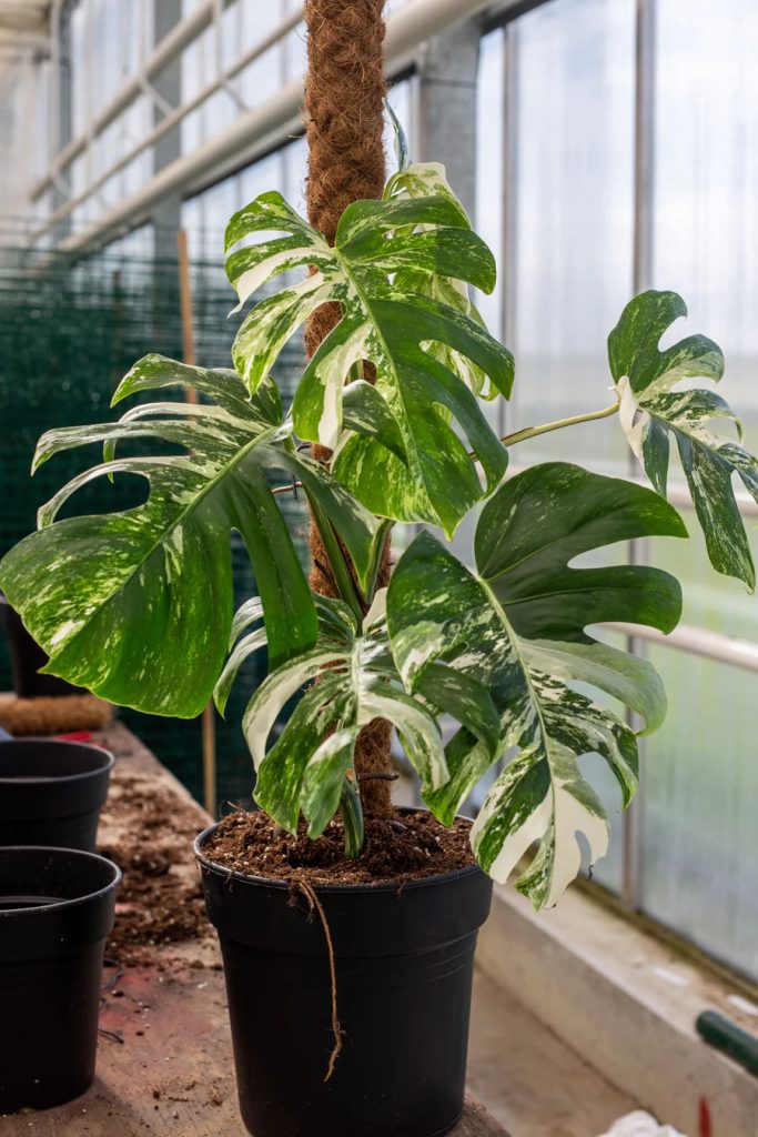 Monstera_planters