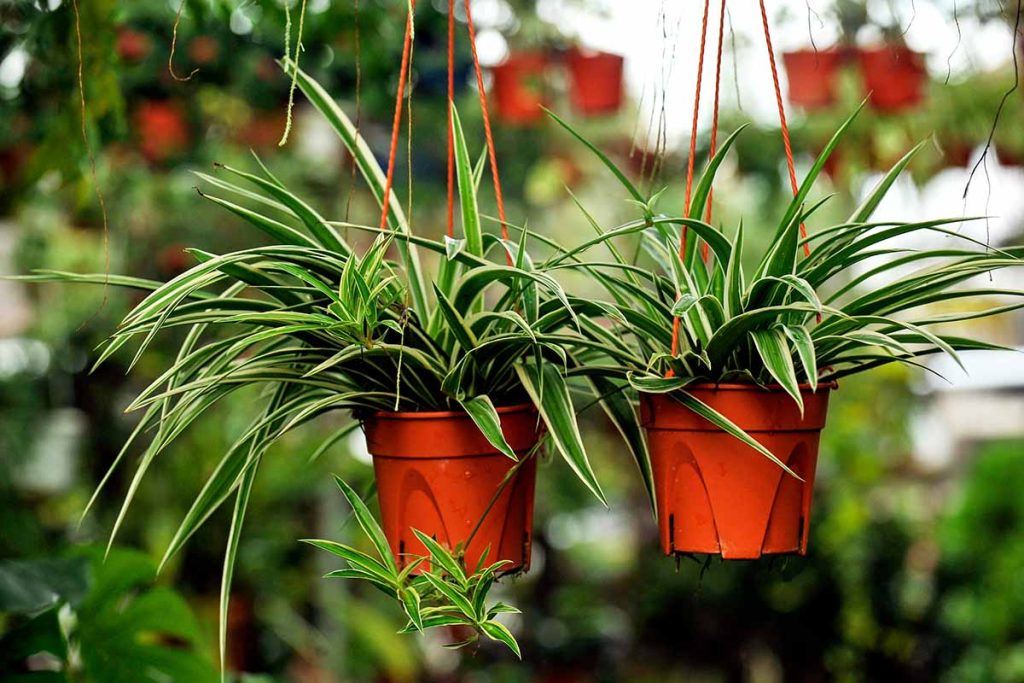 Spider-Plant-plantify