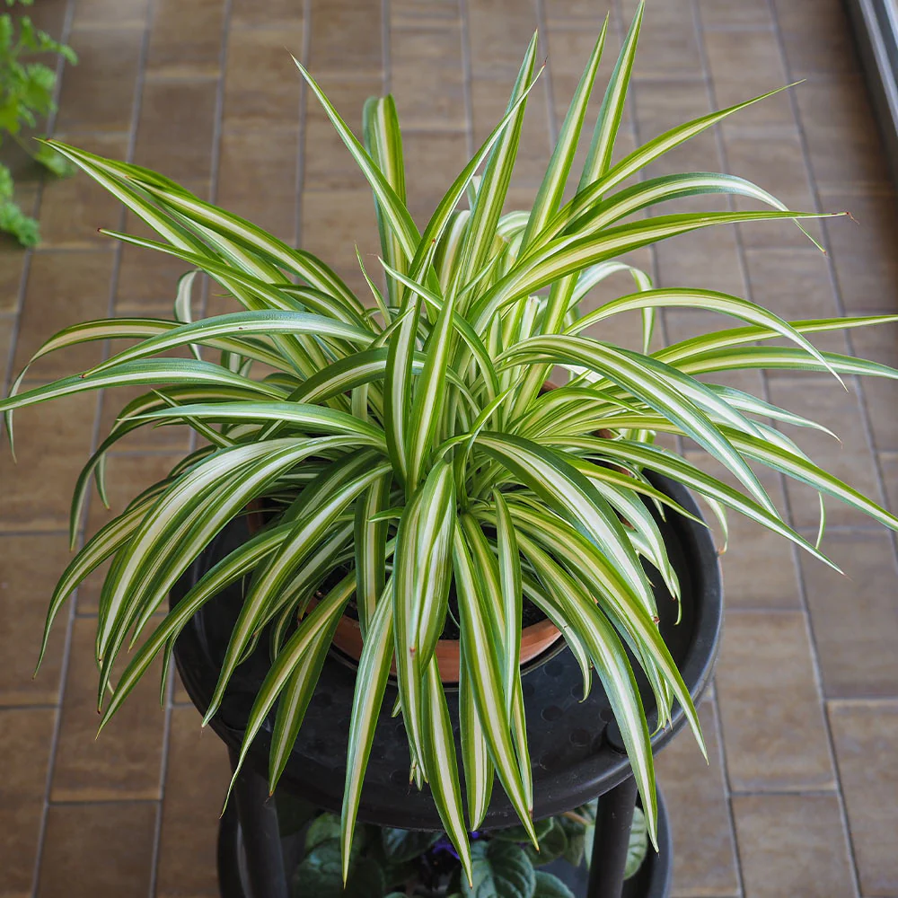Spider_Plant_planters