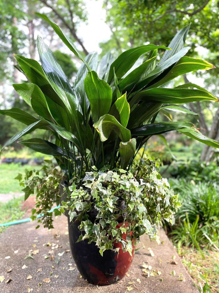 castiron_potted