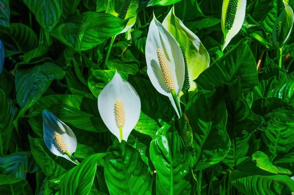 peace-lily