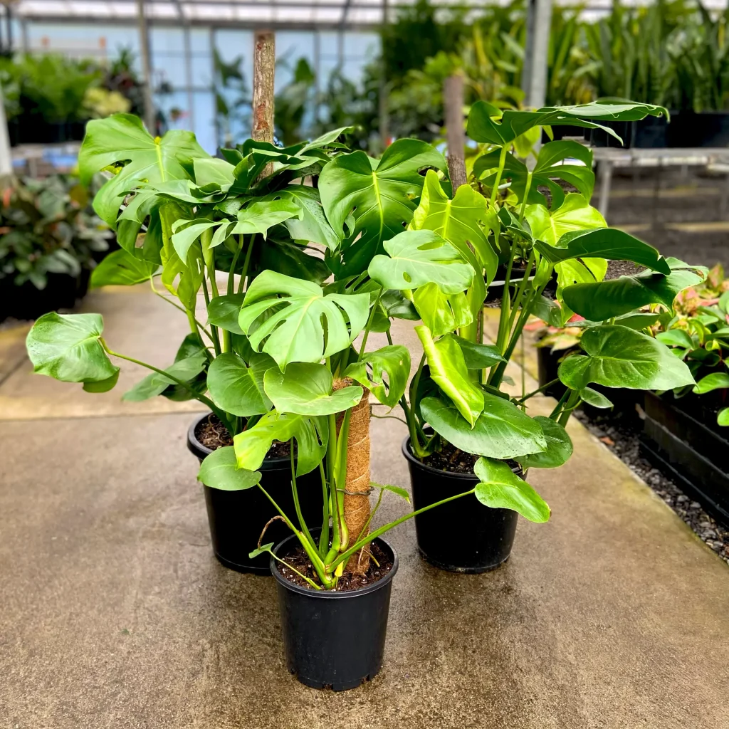Monstera-Ythera