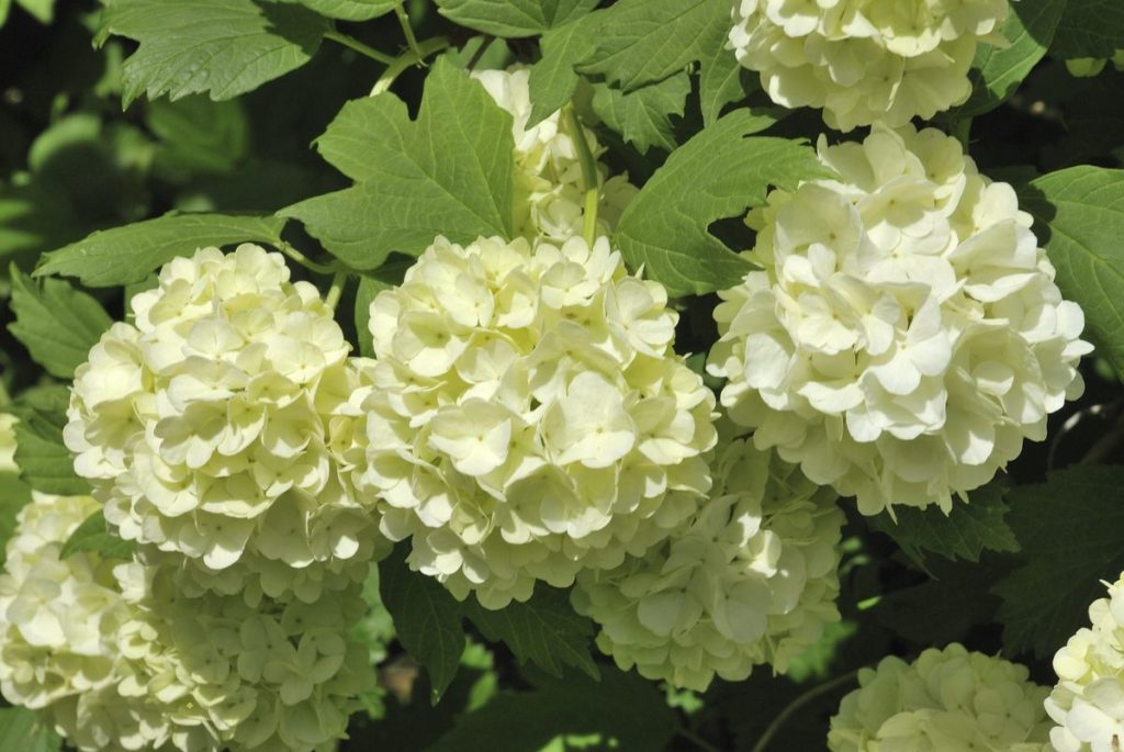 snowball hydrangeas