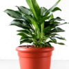 Aglaonema Plant