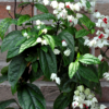 Clerodendrum thomsoniae