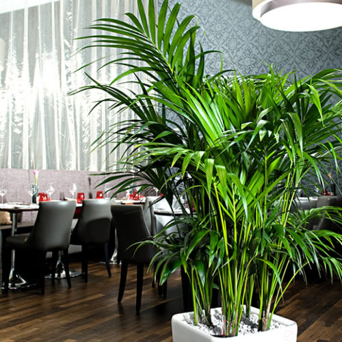 Restaurant planters