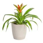 Bromeliads plants