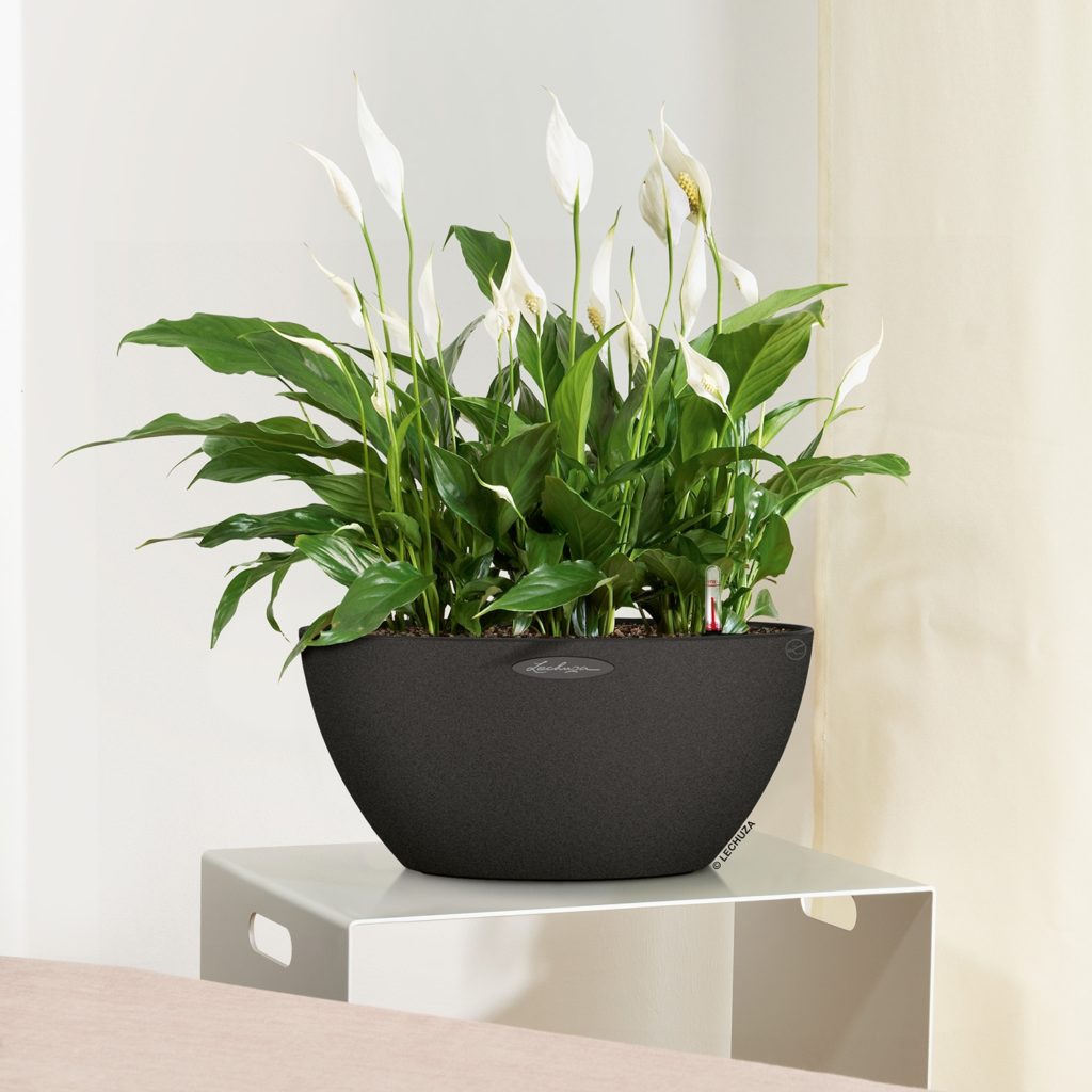 Lechuza Cascadino Planters & Flower delivery Nairobi