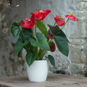 The Anthurium