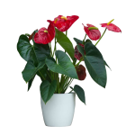 Anthurium