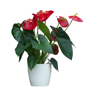 Anthurium