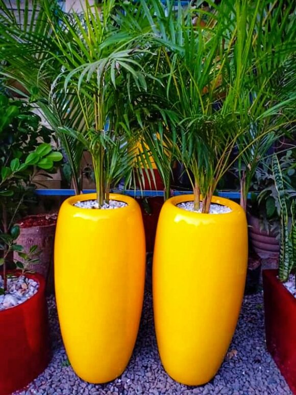 Potted Plants & Planters Order for planters Online in Nairobi 0710558855
