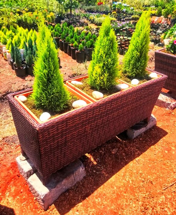 Potted Plants & Planters Order for planters Online in Nairobi 0710558855