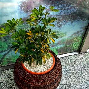 Round Synthetic Rattan planter