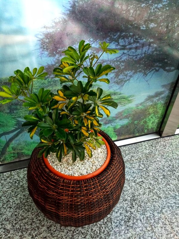 Round Synthetic Rattan planter