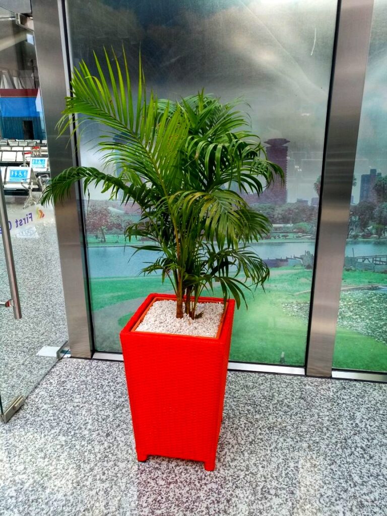 Potted Plants & Planters Order for planters Online in Nairobi 0710558855