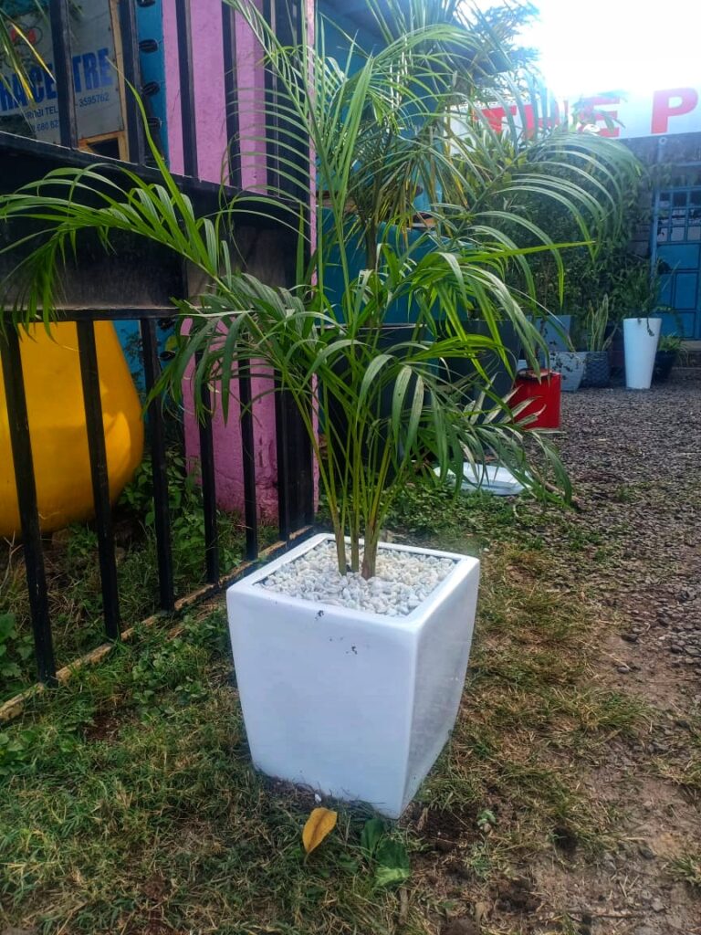 Potted Plants & Planters Order for planters Online in Nairobi 0710558855
