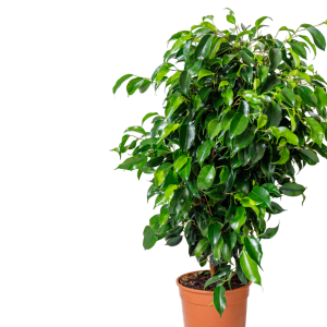 Weeping Fig Tree