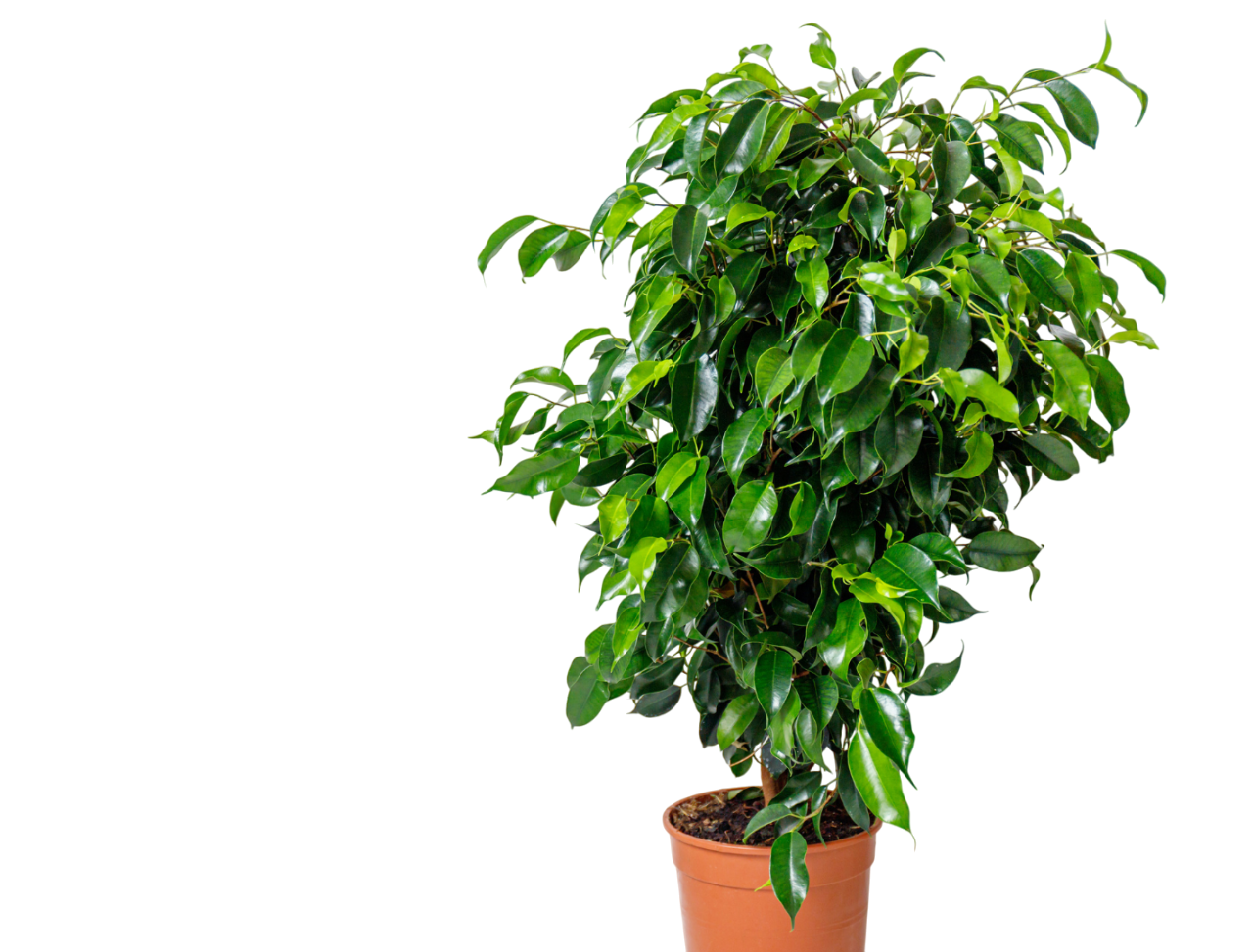 Weeping Fig Tree