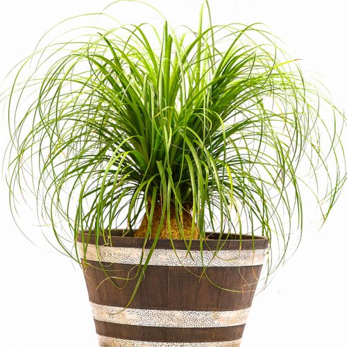 Pony tail plant(Wooden bucket)