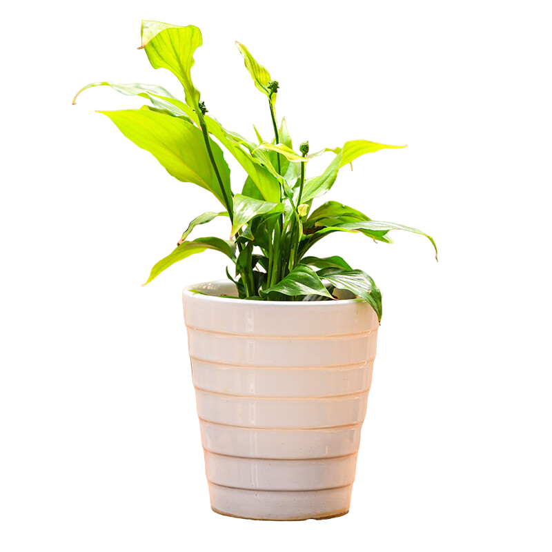 Peace Lily (Spathiphyllum wallisii)