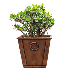 Jade plant