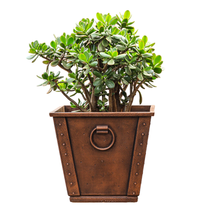 JADE PLANT (GRASSULA OVATA)