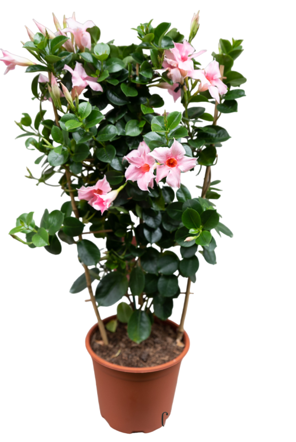 Mandevilla