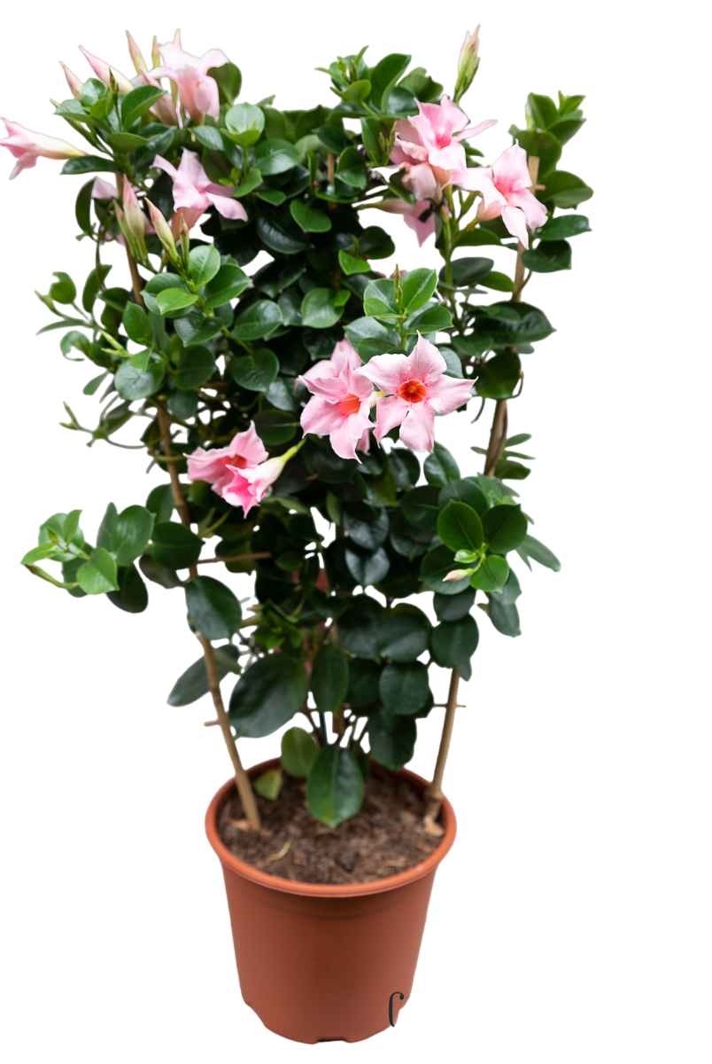 Mandevilla