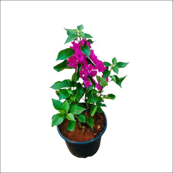 Bougainvillea