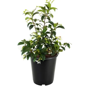 Star jasmine