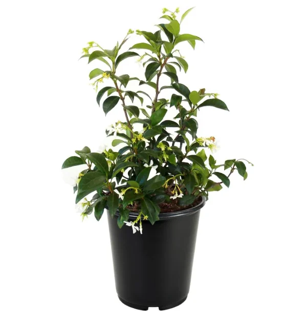 Star jasmine