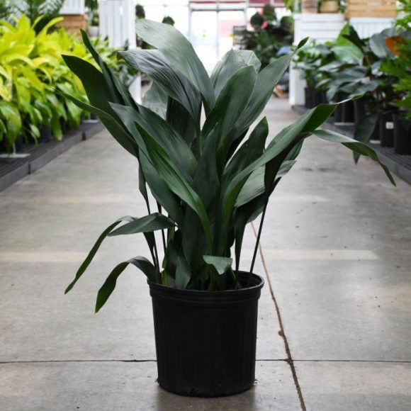 Cast Iron Plant (Aspidistra) Hardy and Evergreen Buy Now 0710558855