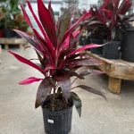 Cordyline