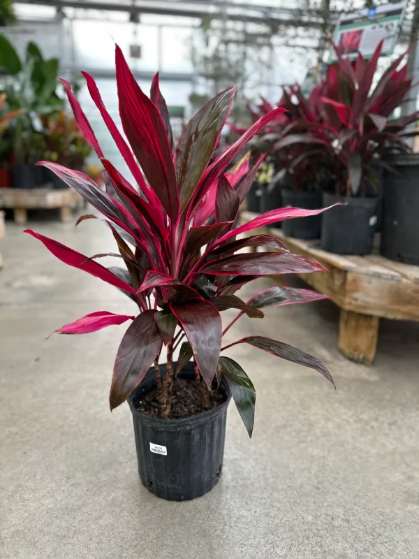 Cordyline