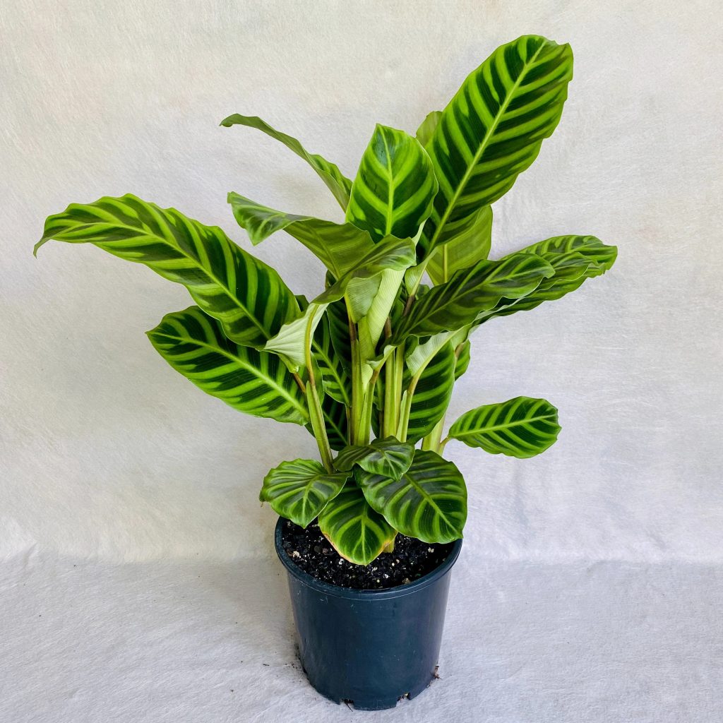 Calathea zebrina