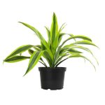 Dracaena Fragrans