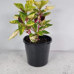 Variegated Blood Leaf Plant