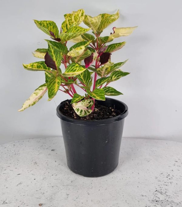 Variegated Blood Leaf Plant