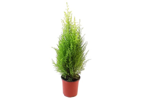 Lemon Cypress Tree