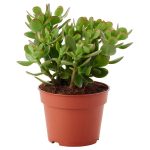 Crassula Ovata