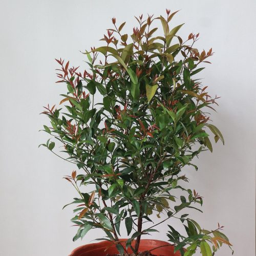 Eugenia plant