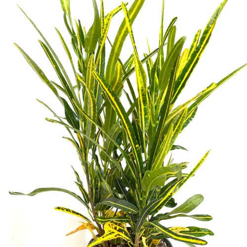 Croton Plant ( Codiaeum-variegatum )