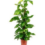 Money Plant