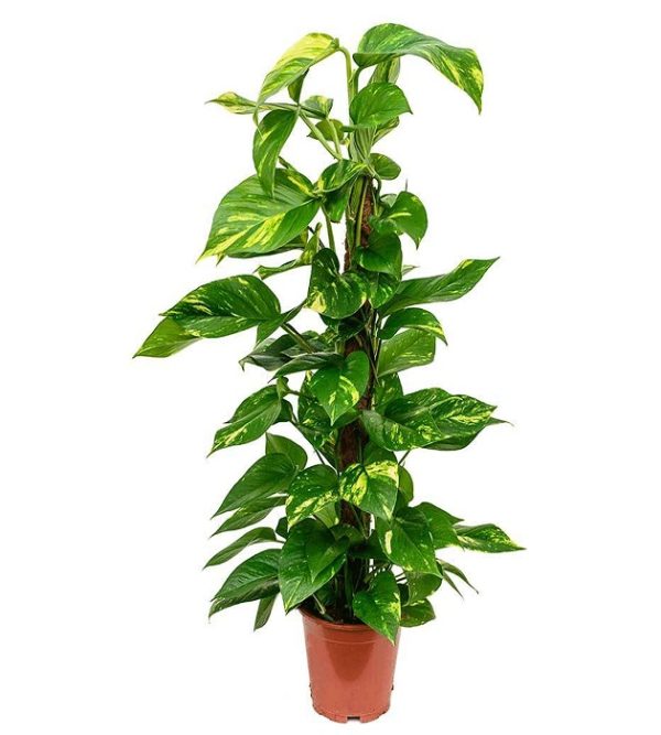 Money Plant