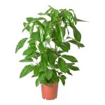 Umbrella Tree – Schefflera Actinophylla