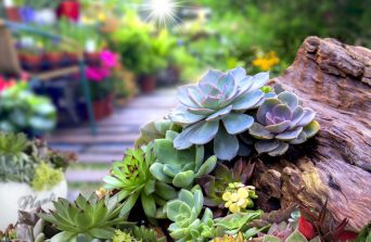 Succulent Success: Landscaping and Care Tips for Stunning Arrangements