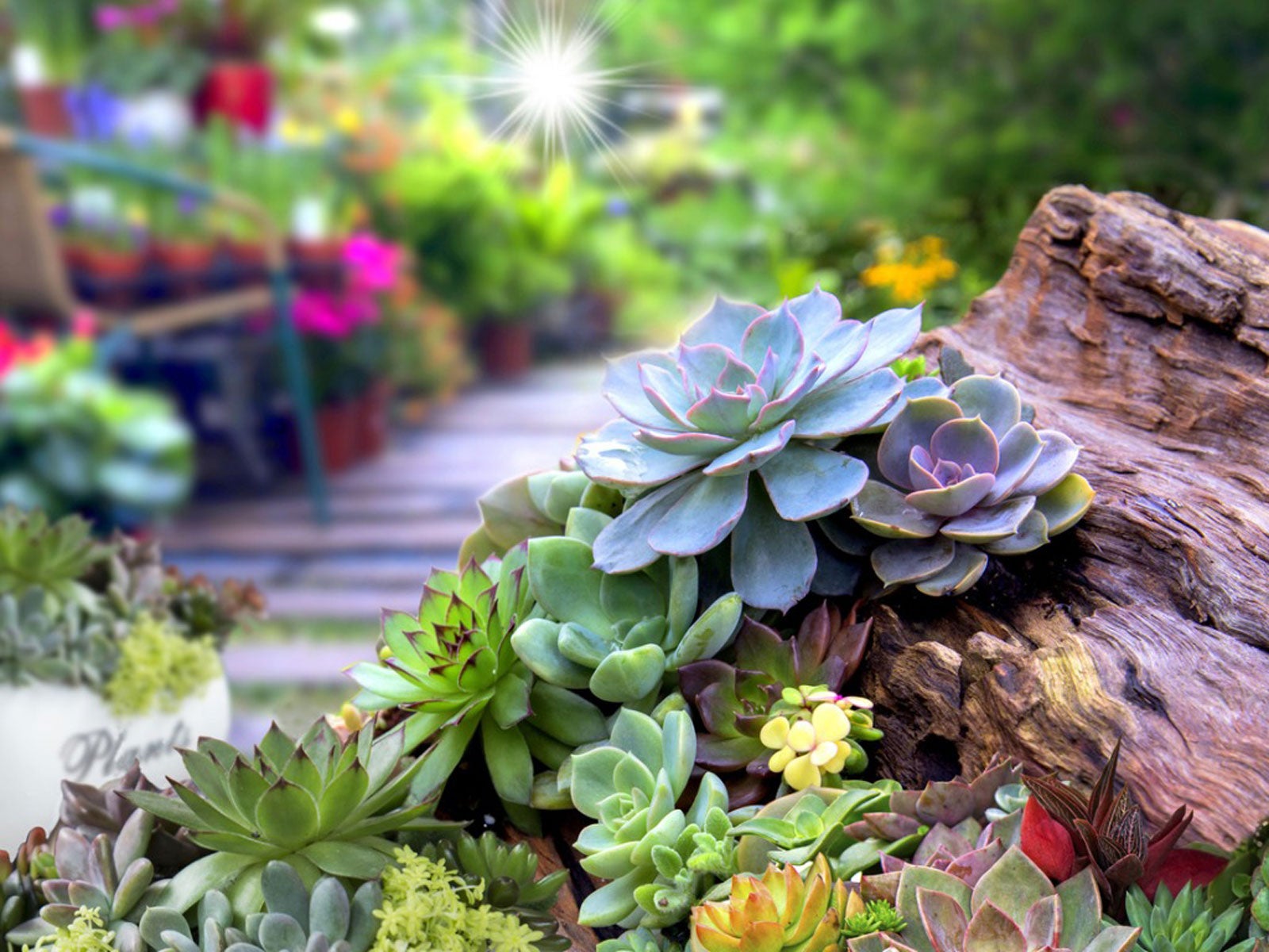 Succulent Success: Landscaping and Care Tips for Stunning Arrangements